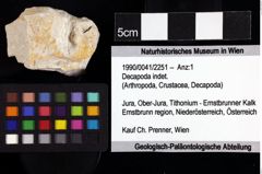 Foto (Objket + Etiketten) von Decapoda indet. 